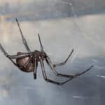 Ученые исследовали распространение информации на примере фейковых новостей о пауках