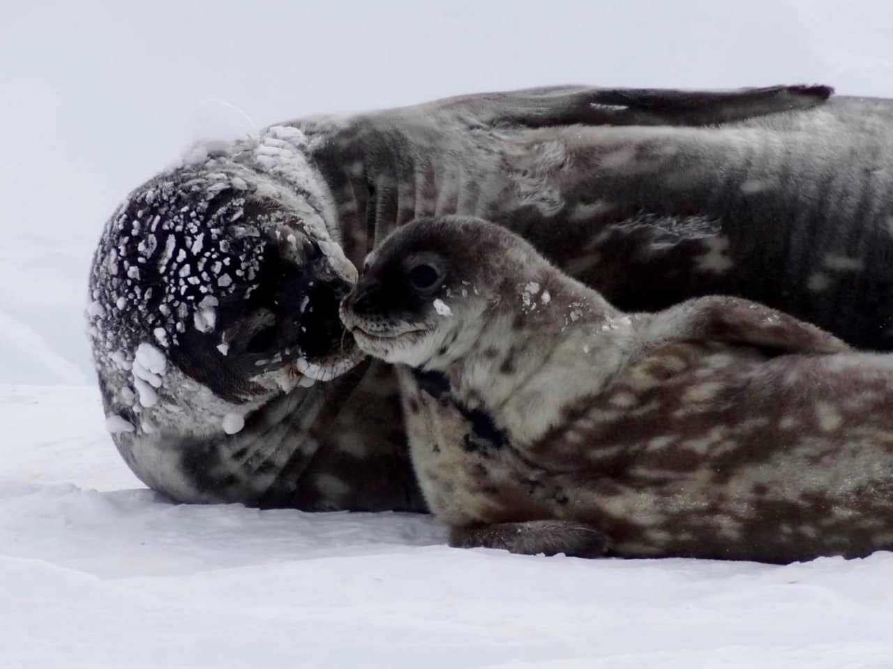 Самки тюленей жертвуют своими способностями к глубокому погружению ради детенышей