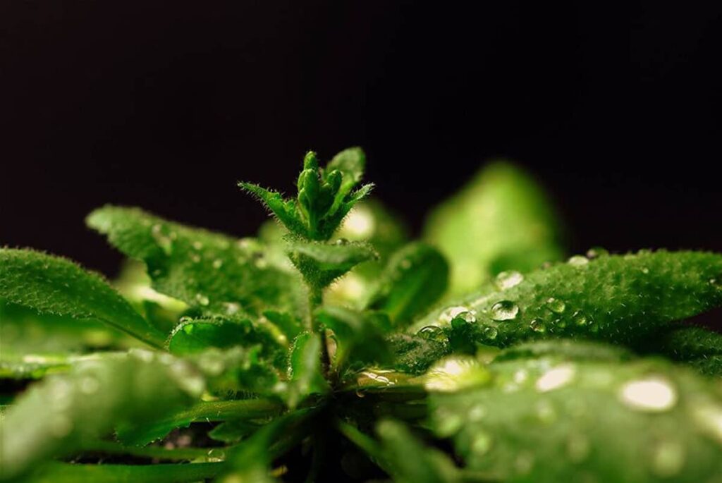 Резуховидка Таля, Arabidopsis thaliana