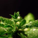 Биологи изучили белок, который делает растения карликами