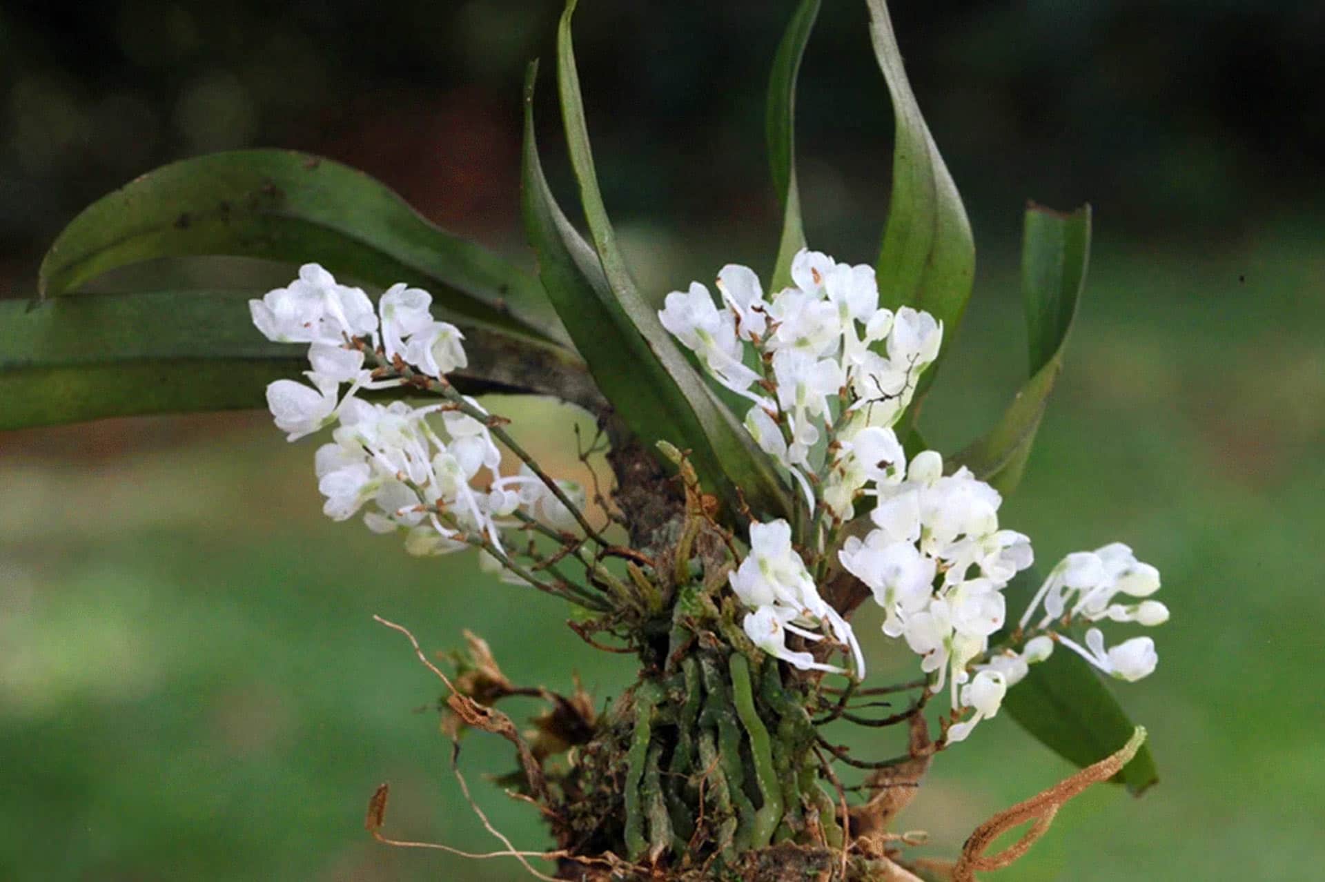 Новый вид орхидей Rhipidoglossum pareense