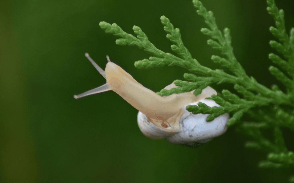 Xeropicta derbentina высунулась из раковины