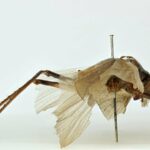 Воссоздание стрекота 150-летнего насекомого может помочь ученым заново обнаружить его вид