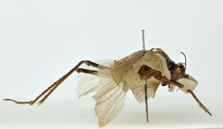 Воссоздание стрекота 150-летнего насекомого может помочь ученым заново обнаружить его вид