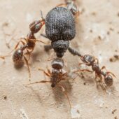 Муравьи атакуют жука