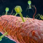 Бактериофаги и бактерии – враги или друзья?
