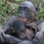 Бонобо кричат как дети, чтобы добиться сочувствия от сородичей