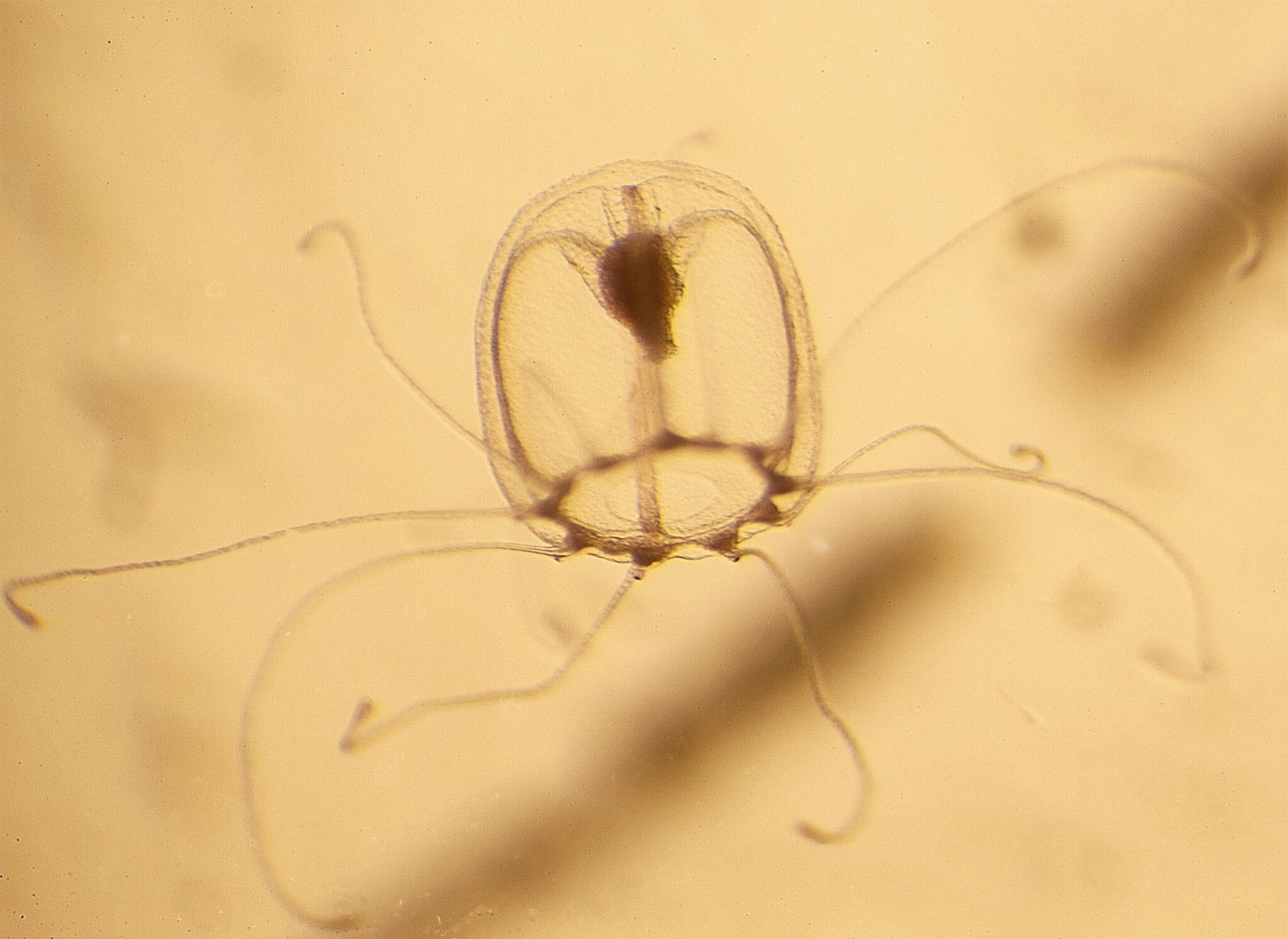 Ученые нашли корни бессмертия медуз