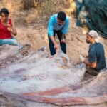 В Португалии нашли самый большой скелет динозавра в Европе