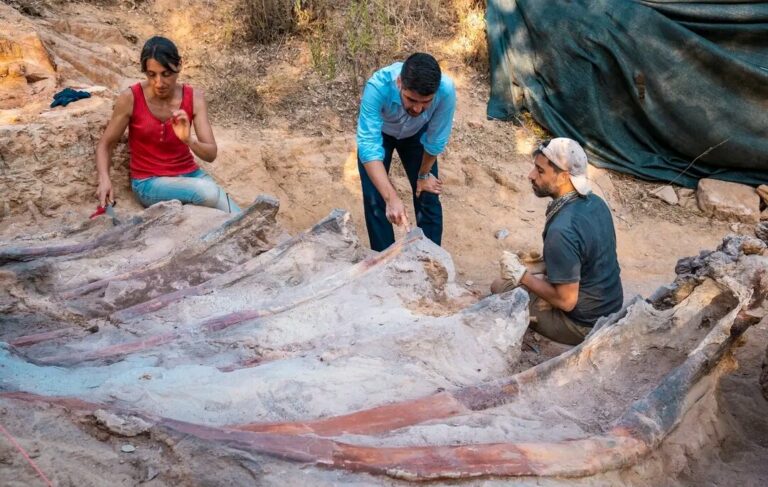 Раскопки ребер португальского брахиозаврида