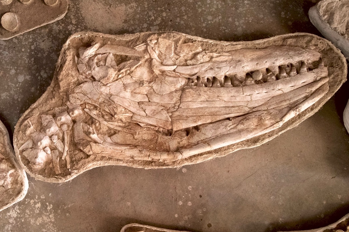 Гигантский мозазавр доминировал в морях накануне мел-палеогенового вымирания