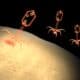 Биологи определили структуру «ядра» гигантских бактериофагов