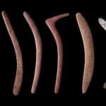 Австралийские аборигены использовали бумеранги для обработки каменных орудий