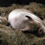 Медики вернули жизнь органам свиньи спустя час после ее смерти