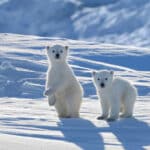 Исследования ТГУ помогут развитию безопасного арктического туризма