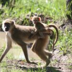 Детеныши доминантных самок бабуинов быстрее становятся самостоятельными