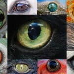 Зрение животных