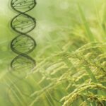 Краткая история растениеводства: от одомашнивания до геномной селекции