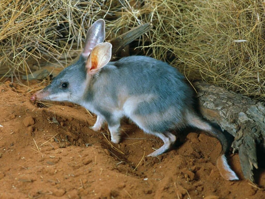 Большой кроличий бандикут Macrotis lagotis