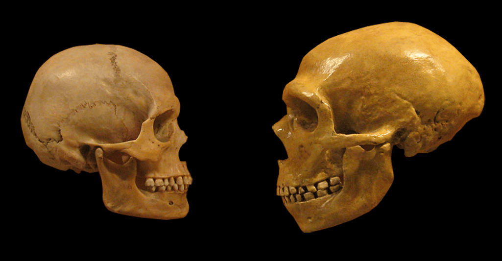 Череп человека разумного и неандертальца