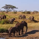 Последствия вымирания мегафауны: какими будут экосистемы без носорогов и львов