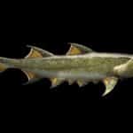 Ископаемая «акула» из Китая может оказаться старейшим челюстным предком человека