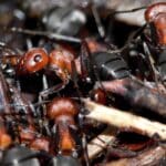 Биологи подсчитали численность всех муравьев на Земле