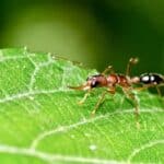 Биологи выяснили, почему «королевы» муравьев живут намного дольше рабочих
