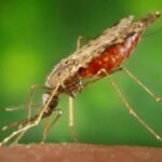Ученые создали «противомалярийных» комаров