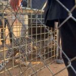 Гепарды возвращаются в Индию спустя 70 лет: из Южной Африки прибыли восемь кошек