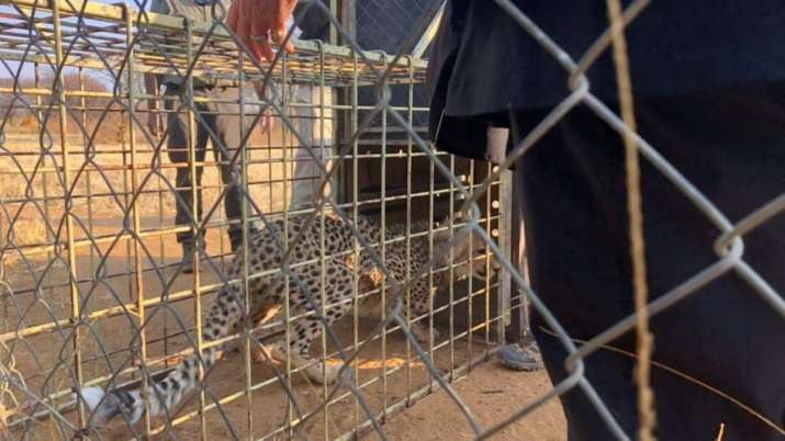 Гепарды возвращаются в Индию спустя 70 лет: из Южной Африки прибыли восемь кошек