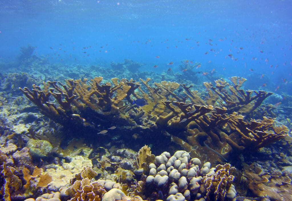 Acropora palmata