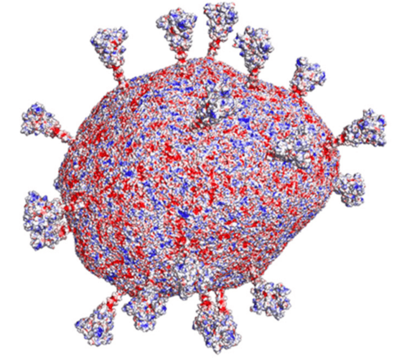 Распределение электростатического заряда на поверхности SARS-CoV-2 (синим показан более отрицательный, красным — более положительный)