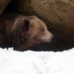 Восемь белков обеспечивают медведям в спячке контроль над уровнем инсулина