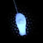Ученые разработали «живые» датчики на основе светящихся водорослей