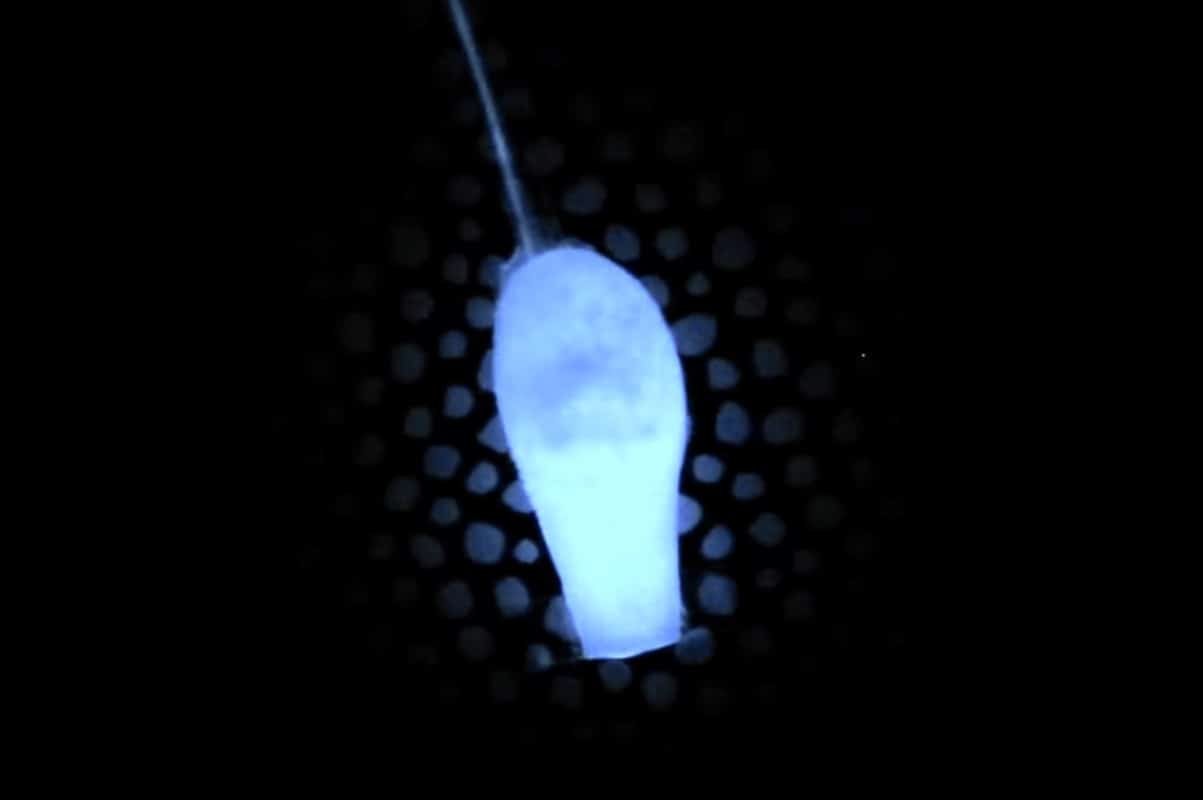 Ученые разработали «живые» датчики на основе светящихся водорослей