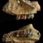 Найдена самая ранняя окаменелость гиббона