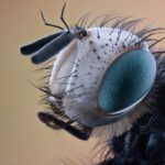 Рвота обычных мух оказалась опаснее укусов их кровососущих сородичей