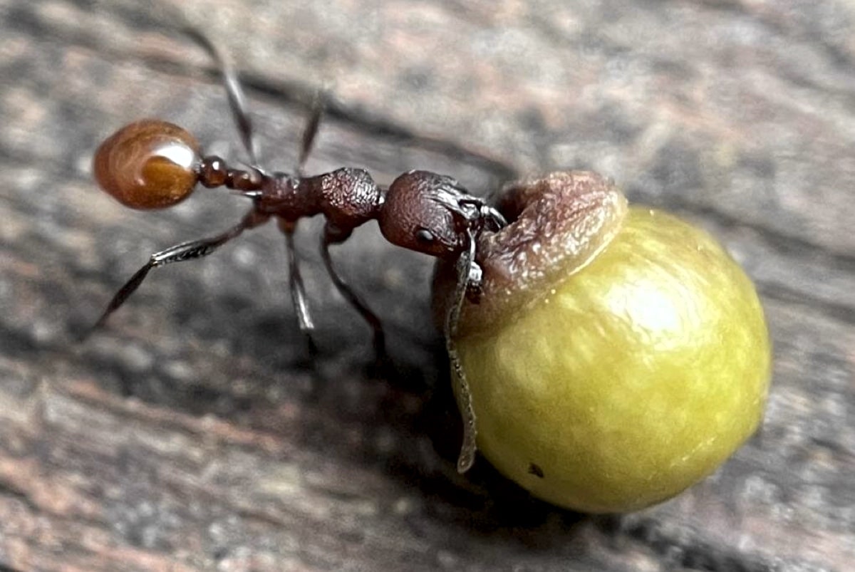 Осы научились манипулировать муравьями при помощи растений