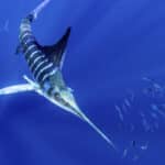 Морские хищники используют антициклонические течения для поиска пищи в океане