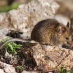 Маленькие мыши с большим аппетитом «съедают» заповедный остров