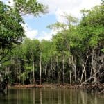 Рост мангровых лесов связали с 18-летними лунными циклами