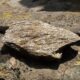 Жизнь из глины: новая теория о происхождении клеток