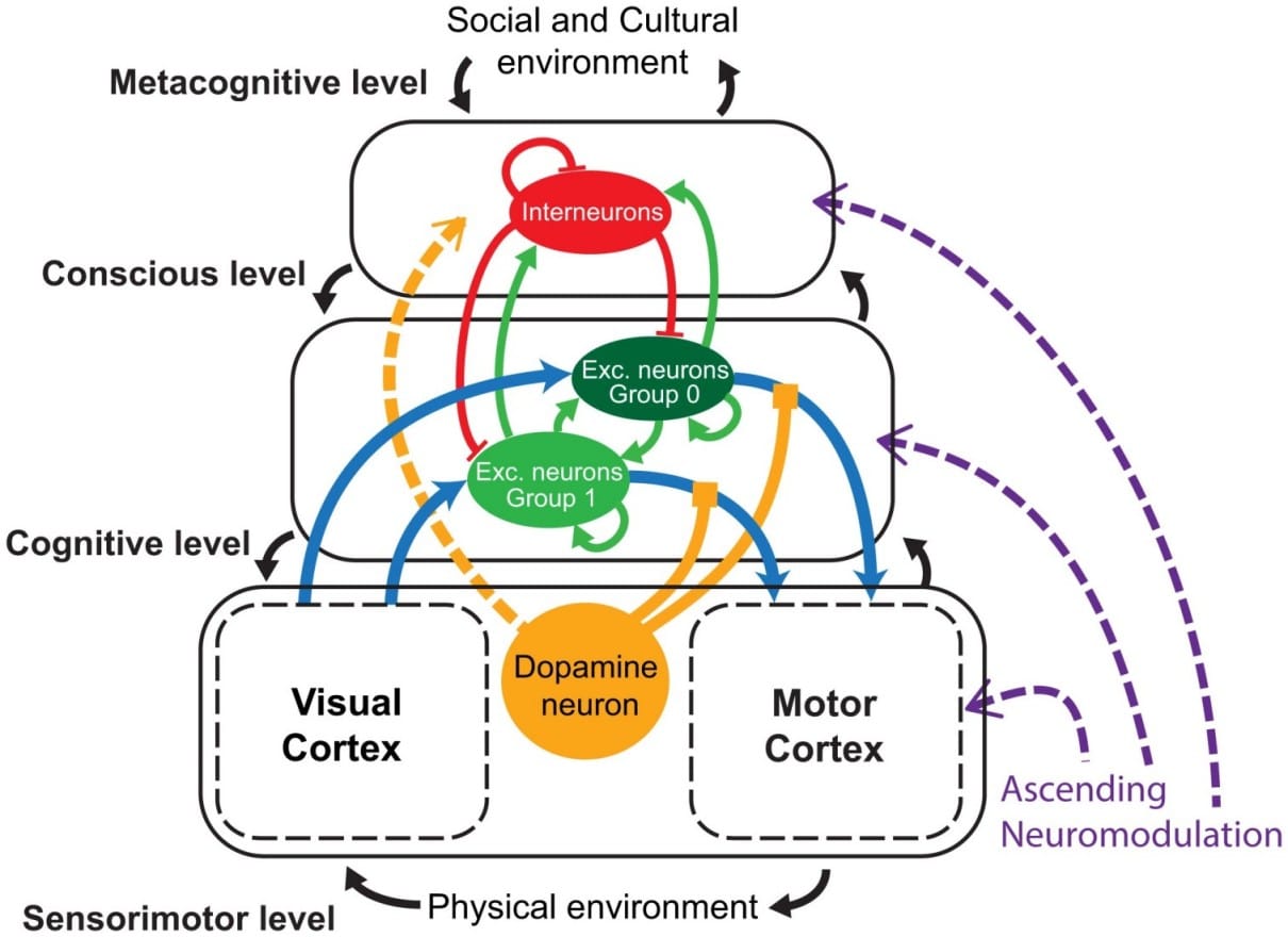 Примерная иллюстрация нейрокомпьютерной модели с добавлением социального уровня