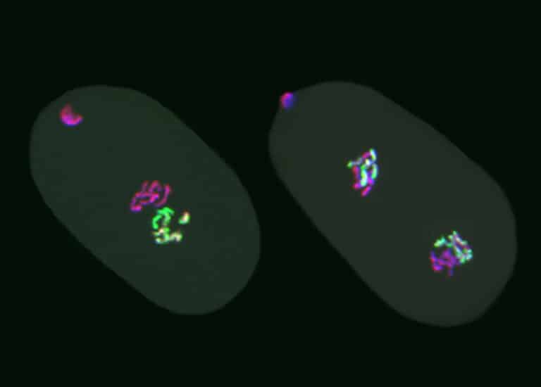 Эмбрионы нематод с активной и деактивированной эпигенетической меткой H3K27me3