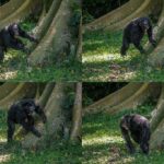 Музыканты из джунглей: самцы шимпанзе барабанят по корням деревьев в своем уникальном ритме