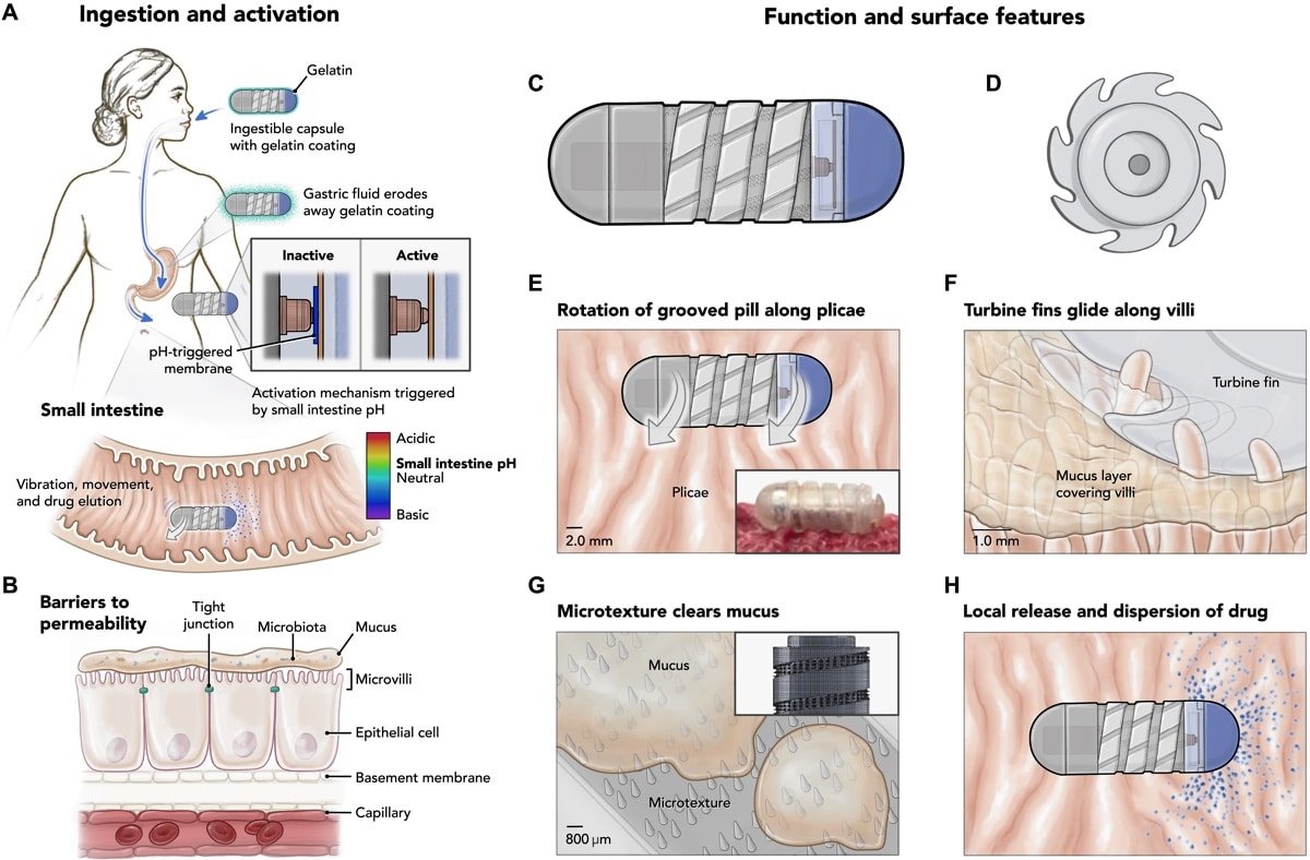 Роботизированная таблетка» доставит лекарства через слизистую кишечника