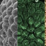 Докембрийская водоросль помогла описать эволюцию первых растений