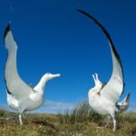 Ученые выяснили, что у пар альбатросов «развод» зависит от личности самца