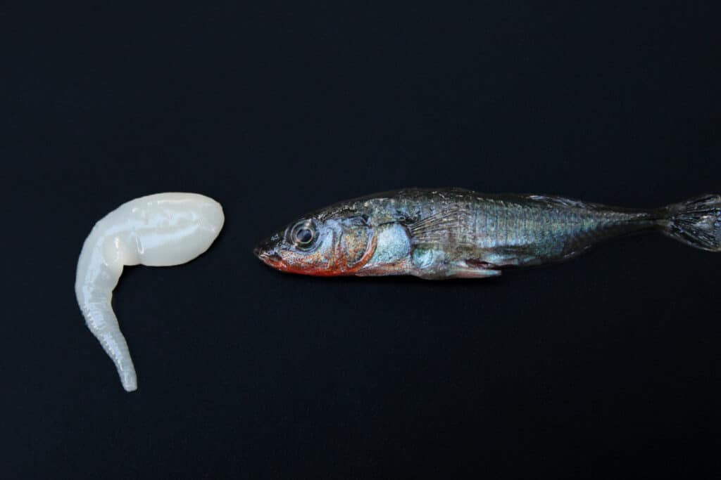 Паразит Schistocephalus solidus и его хозяин трехиглая колюшка Gasterosteus aculeatus
